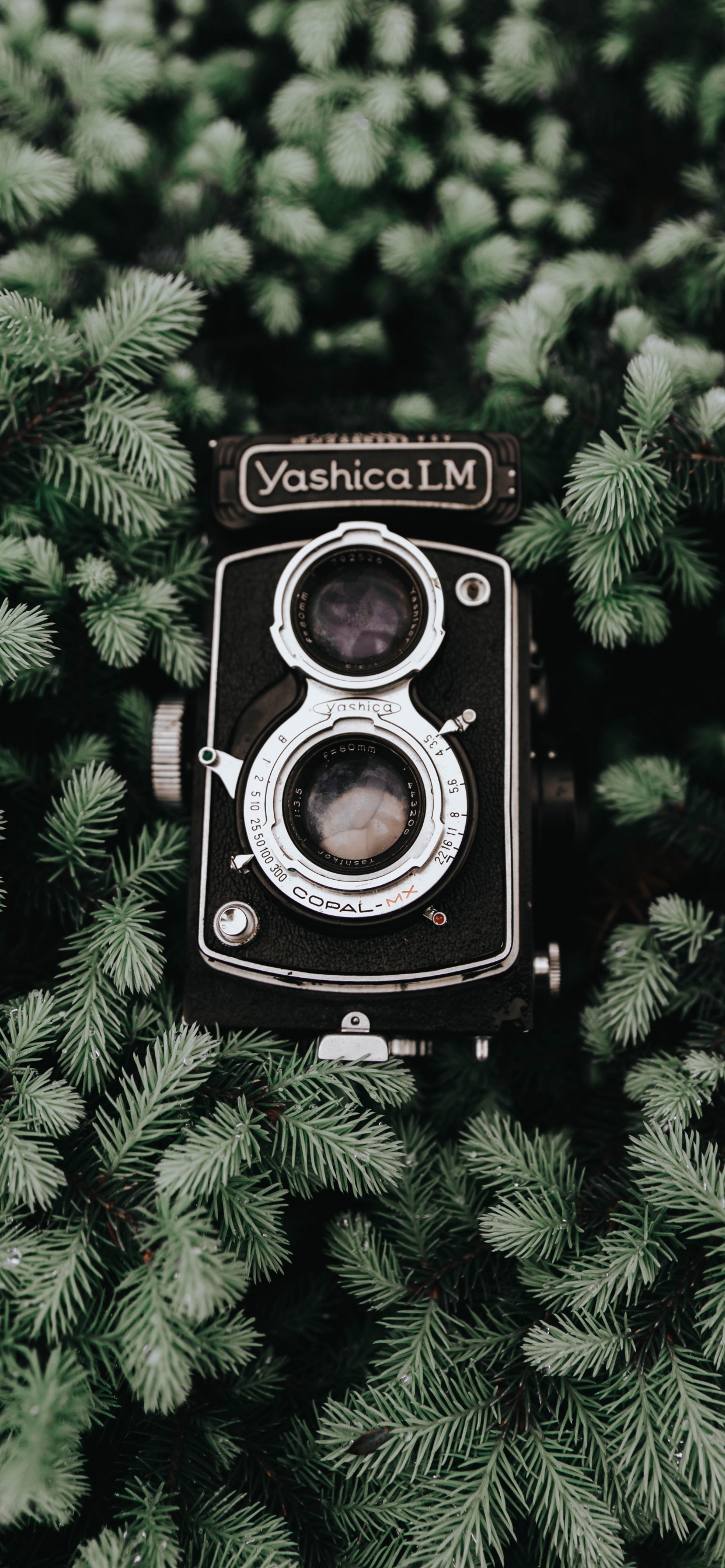 Schwarze Nikon-Kamera Auf Grüner Pflanze. Wallpaper in 1242x2688 Resolution