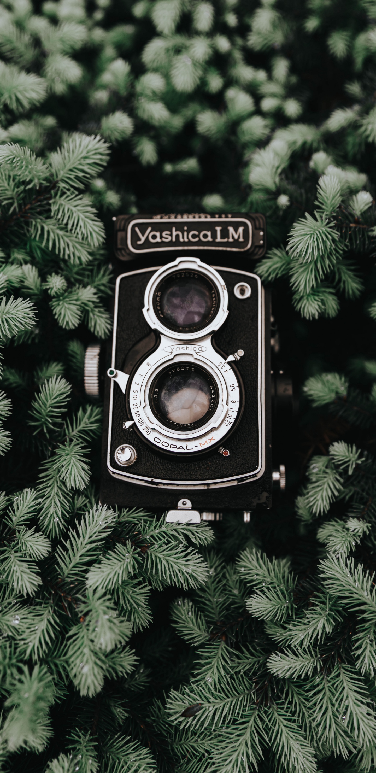 Schwarze Nikon-Kamera Auf Grüner Pflanze. Wallpaper in 1440x2960 Resolution