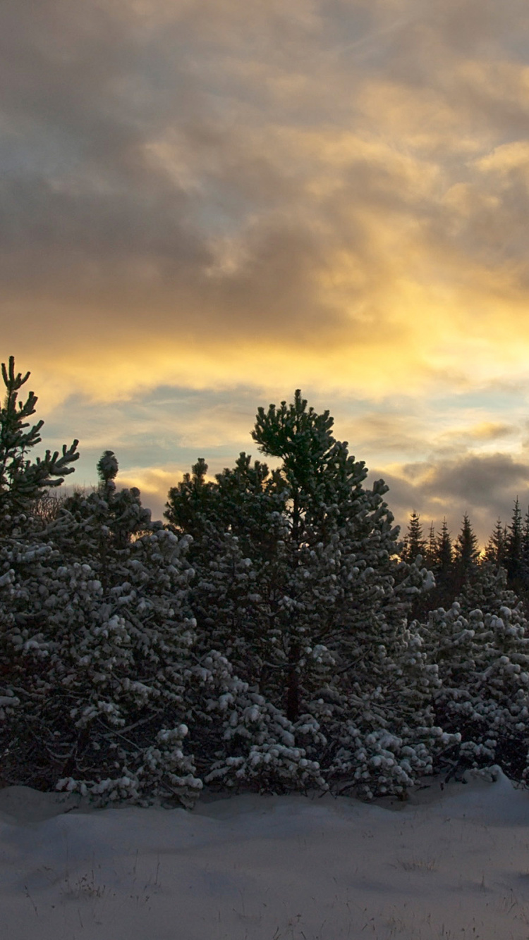 Grüne Pinien Auf Schneebedecktem Boden Unter Bewölktem Himmel Tagsüber. Wallpaper in 750x1334 Resolution