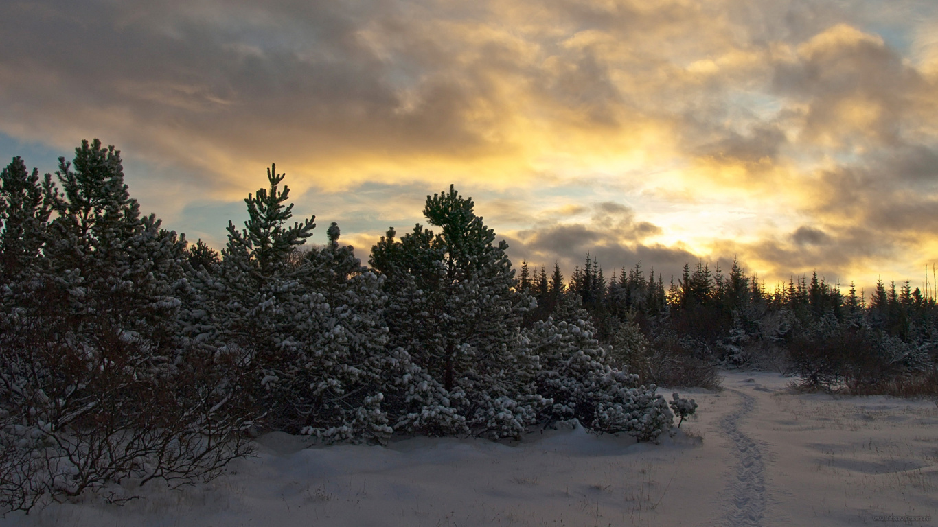 Pinos Verdes Sobre Suelo Cubierto de Nieve Bajo un Cielo Nublado Durante el Día. Wallpaper in 1366x768 Resolution