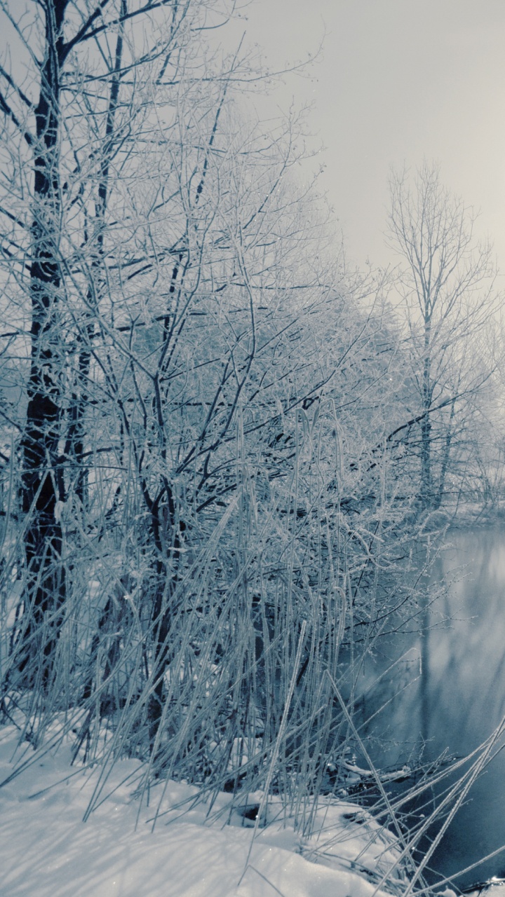 Arbres Couverts de Neige et Route Pendant la Journée. Wallpaper in 720x1280 Resolution
