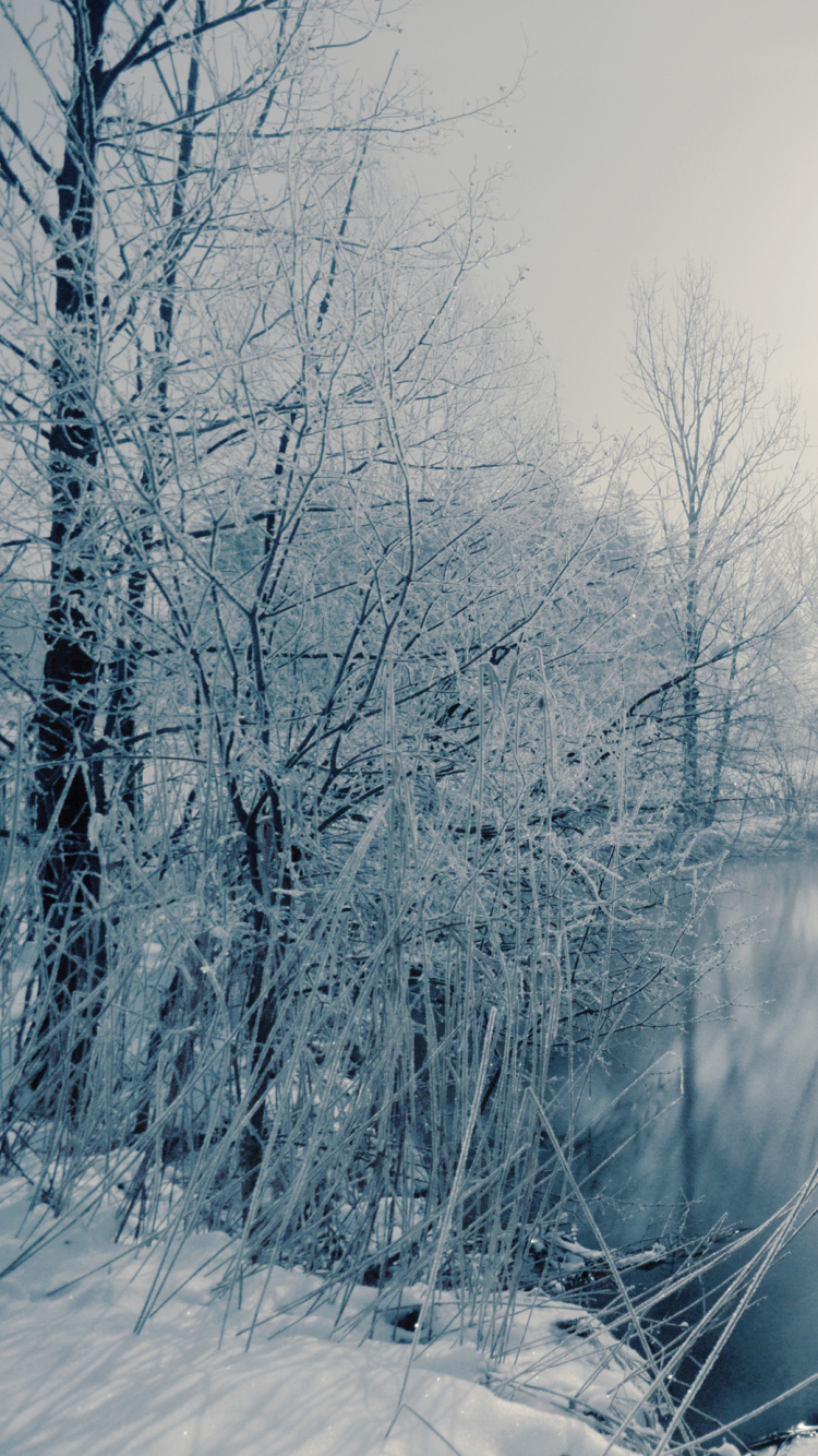 Arbres Couverts de Neige et Route Pendant la Journée. Wallpaper in 750x1334 Resolution