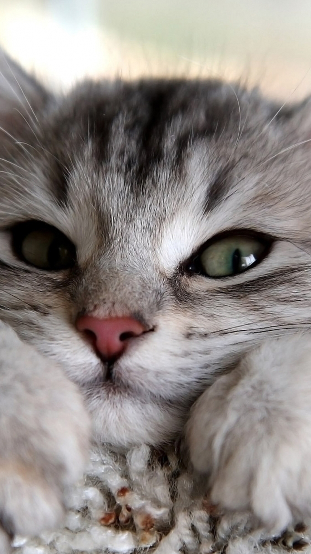Cute Cat Wallpapers  Top Free Cute Cat Backgrounds  WallpaperAccess