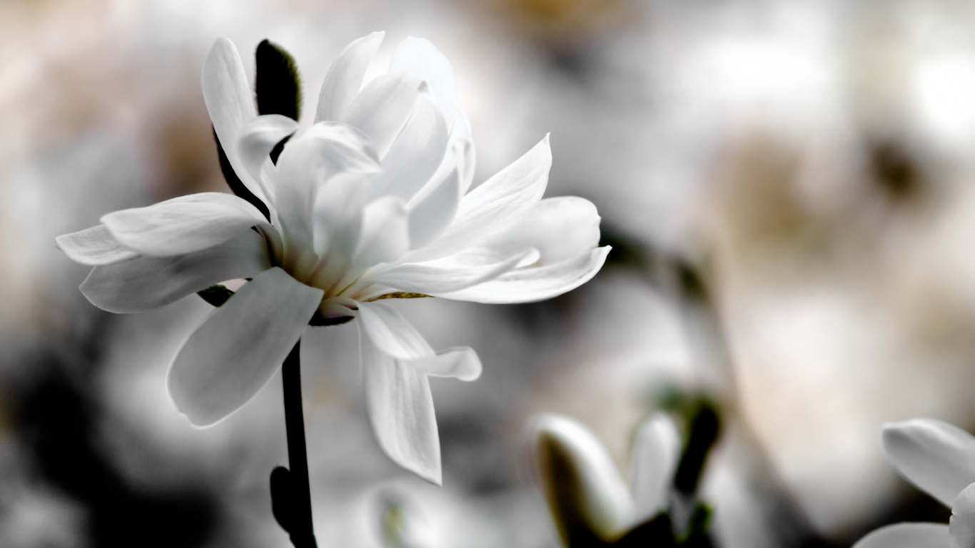 Weiße Blume in Tilt-Shift-Linse. Wallpaper in 1366x768 Resolution