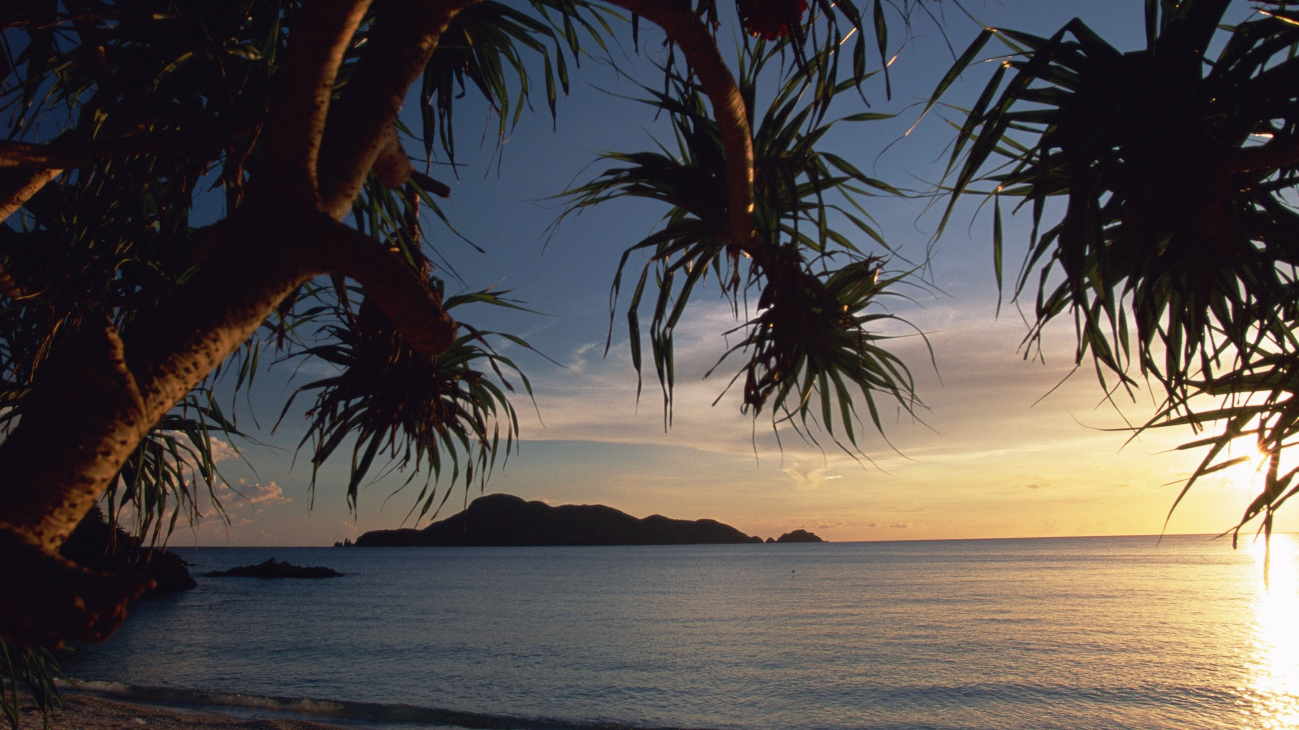Palm Tree Near Body of Water During Sunset. Wallpaper in 2560x1440 Resolution