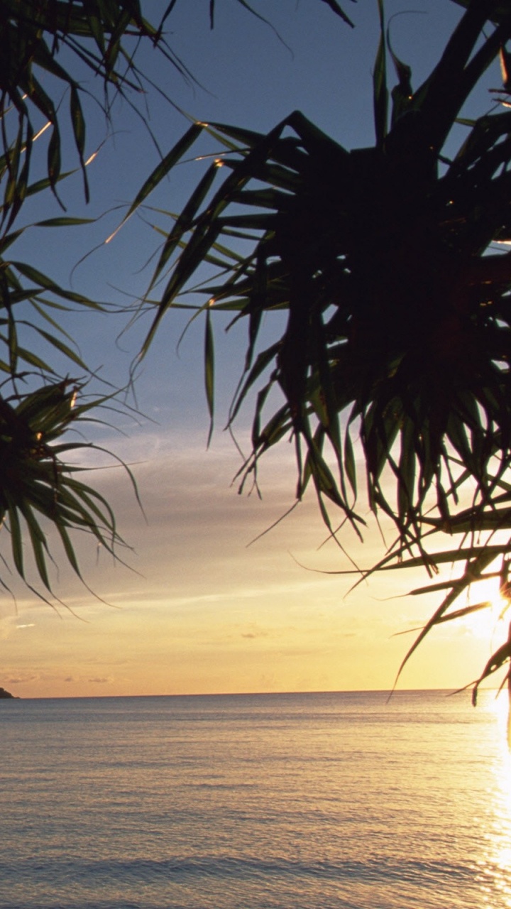 Palm Tree Near Body of Water During Sunset. Wallpaper in 720x1280 Resolution