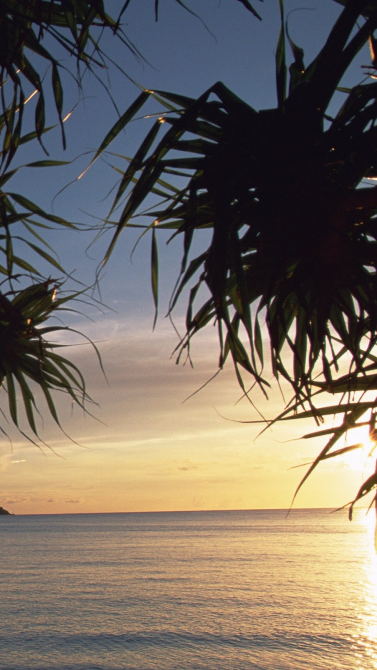 Palm Tree Near Body of Water During Sunset. Wallpaper in 750x1334 Resolution