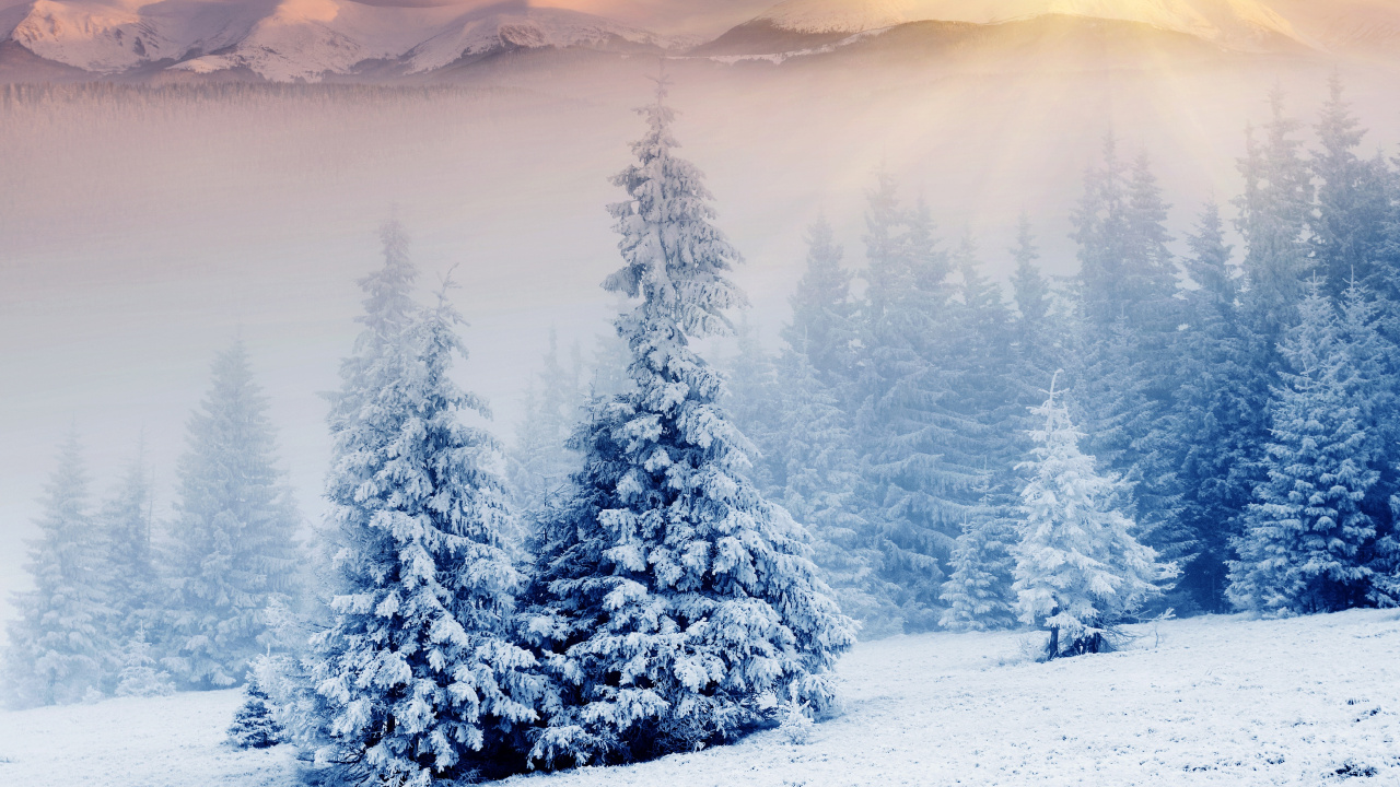 Snow Covered Pine Trees During Daytime. Wallpaper in 1280x720 Resolution