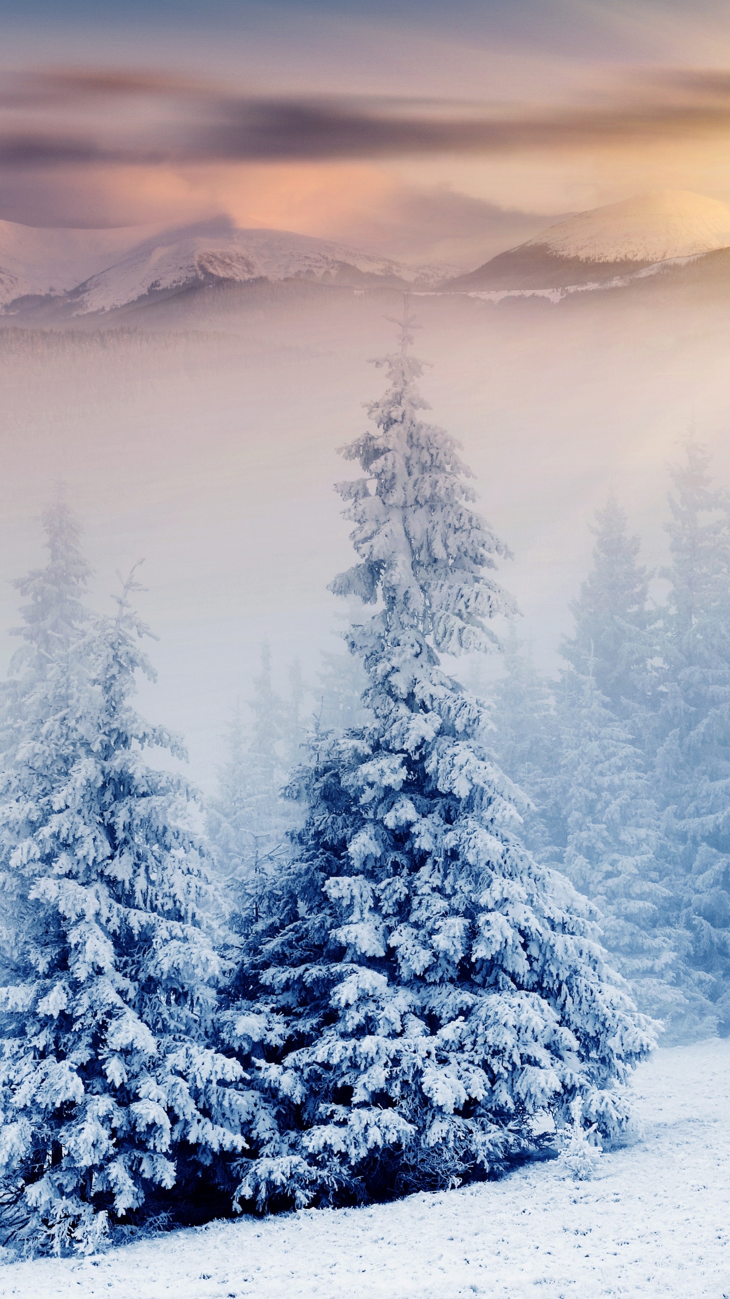 Snow Covered Pine Trees During Daytime. Wallpaper in 1440x2560 Resolution