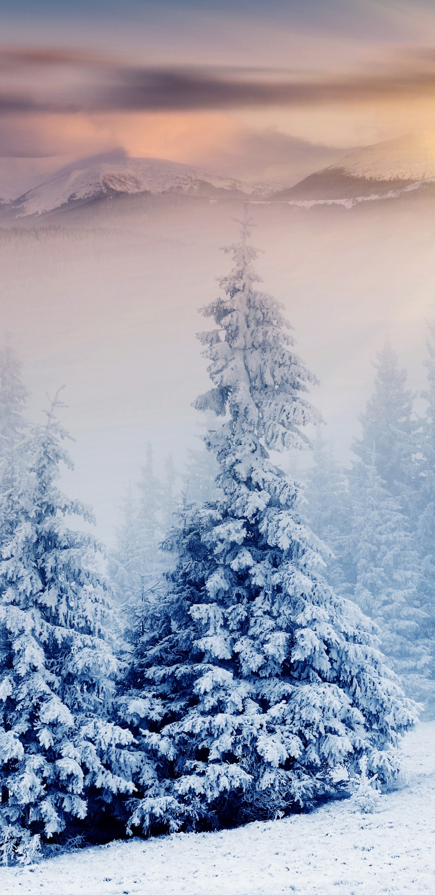Snow Covered Pine Trees During Daytime. Wallpaper in 1440x2960 Resolution