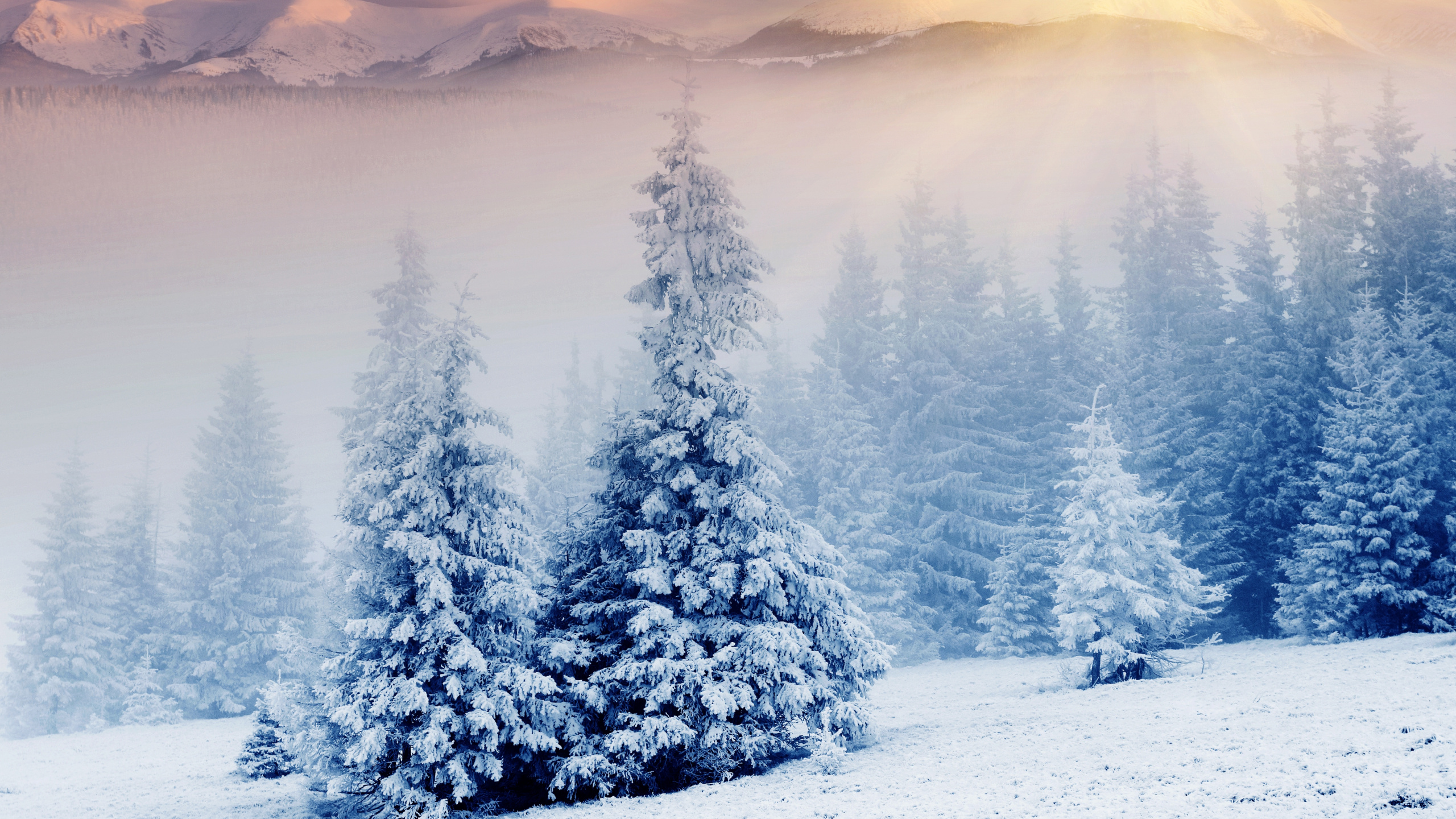 Snow Covered Pine Trees During Daytime. Wallpaper in 2560x1440 Resolution