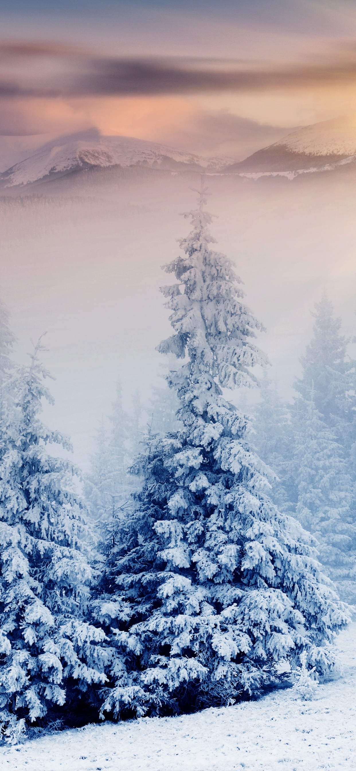 Pinos Cubiertos de Nieve Durante el Día. Wallpaper in 1242x2688 Resolution