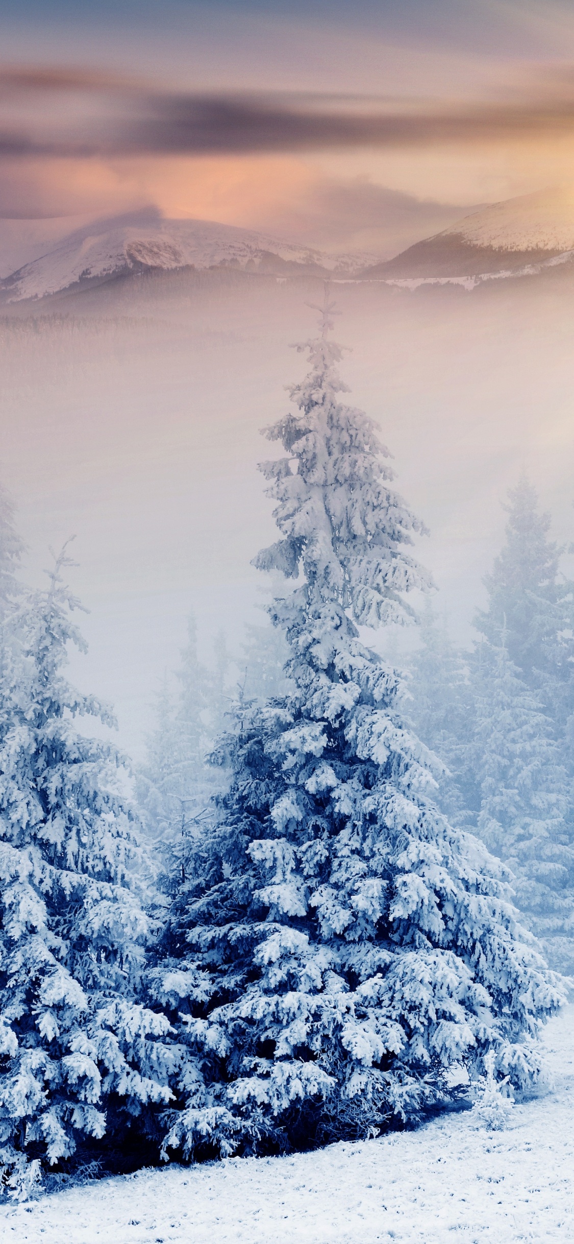 Schneebedeckte Kiefern Tagsüber. Wallpaper in 1125x2436 Resolution