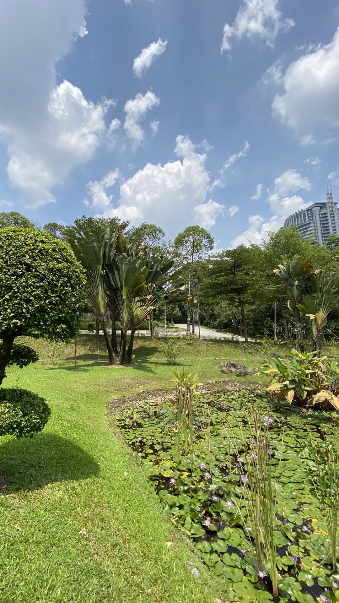 Vegetation, Botanical Garden, Plant Community, Plant, Cloud. Wallpaper in 1080x1920 Resolution