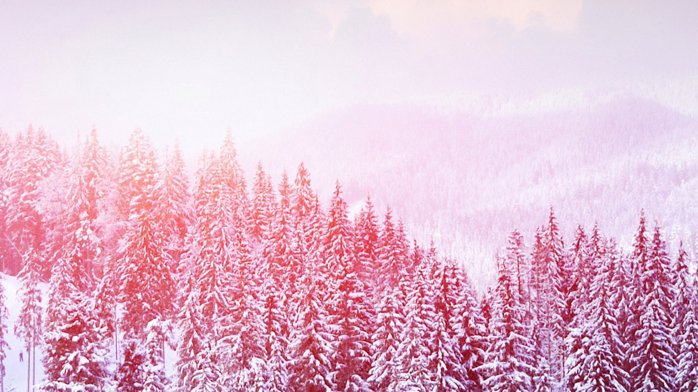 Lavande, Pink, Purple, Paysage Naturel, Violette. Wallpaper in 1366x768 Resolution