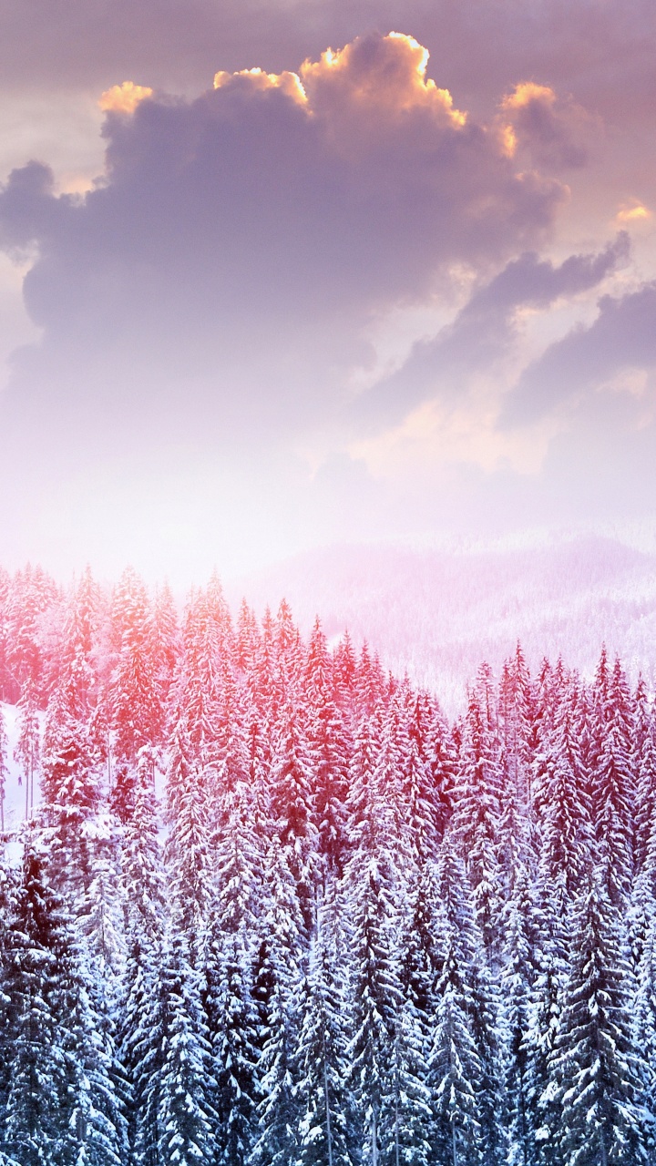 Lavender, Pink, Cloud, Purple, Natural Landscape. Wallpaper in 720x1280 Resolution