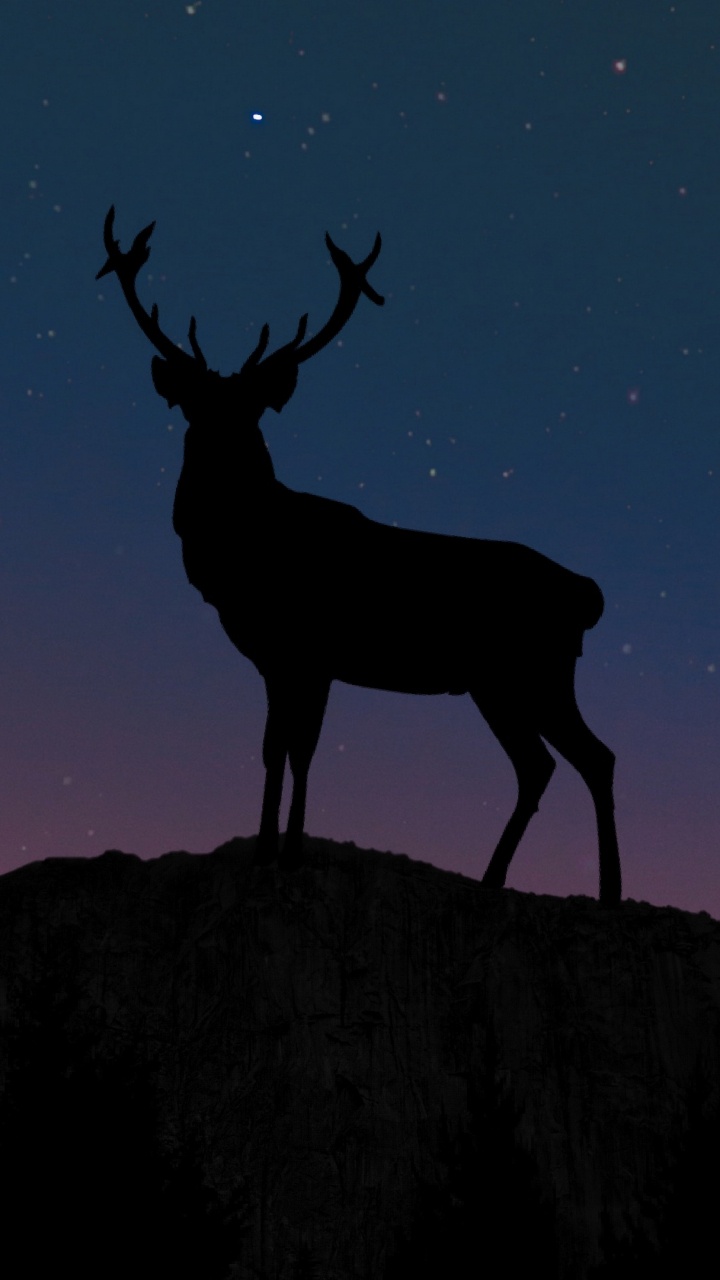 Brown Deer Standing on Rock During Night Time. Wallpaper in 720x1280 Resolution