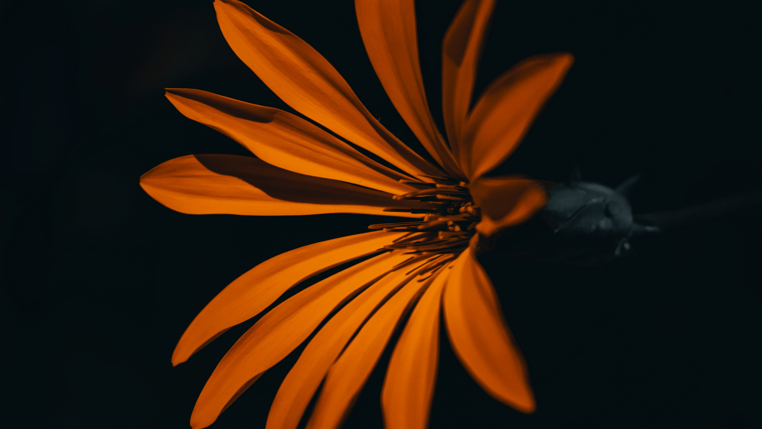 Gelbes Gänseblümchen in Voller Blüte Mit Wassertropfen. Wallpaper in 2560x1440 Resolution