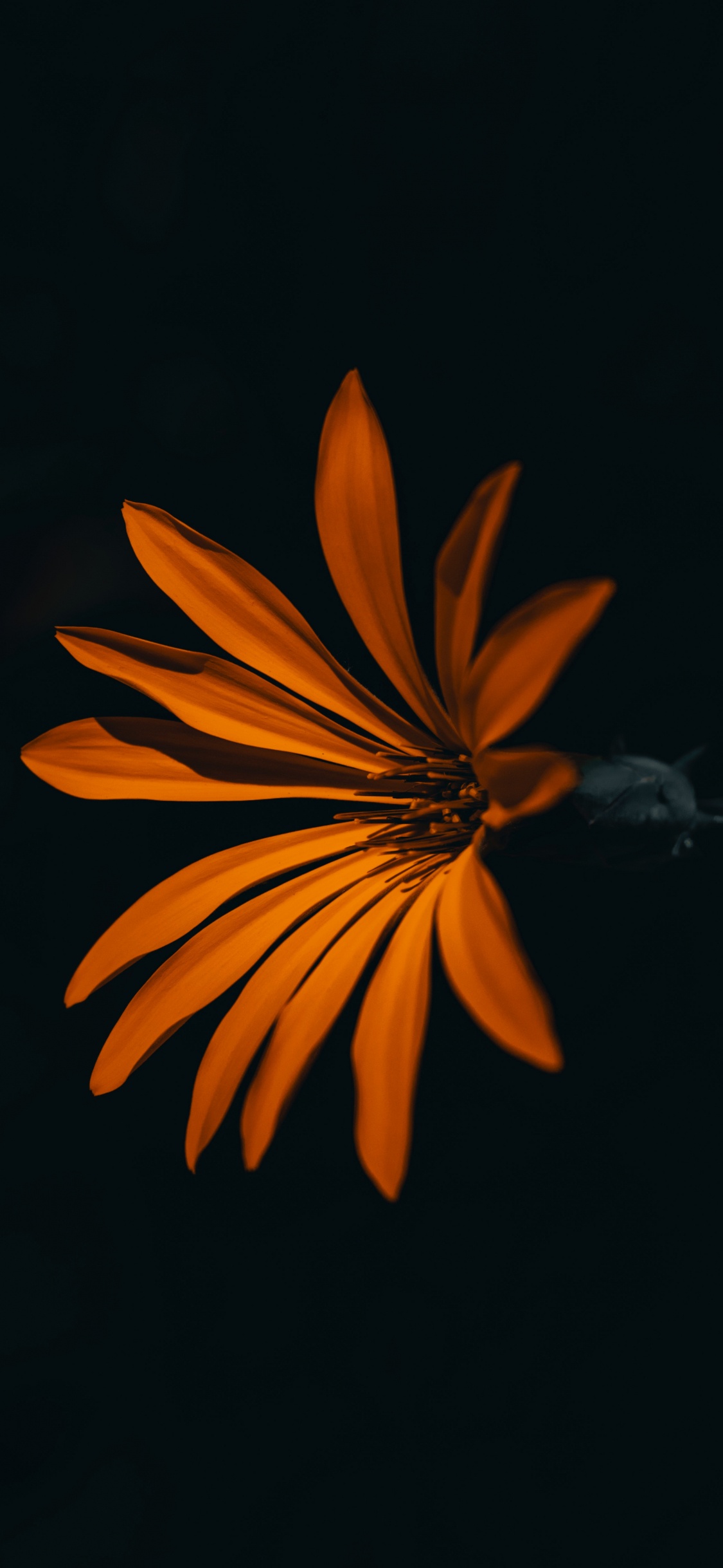 Marguerite Jaune en Fleurs Avec Des Gouttelettes D'eau. Wallpaper in 1125x2436 Resolution