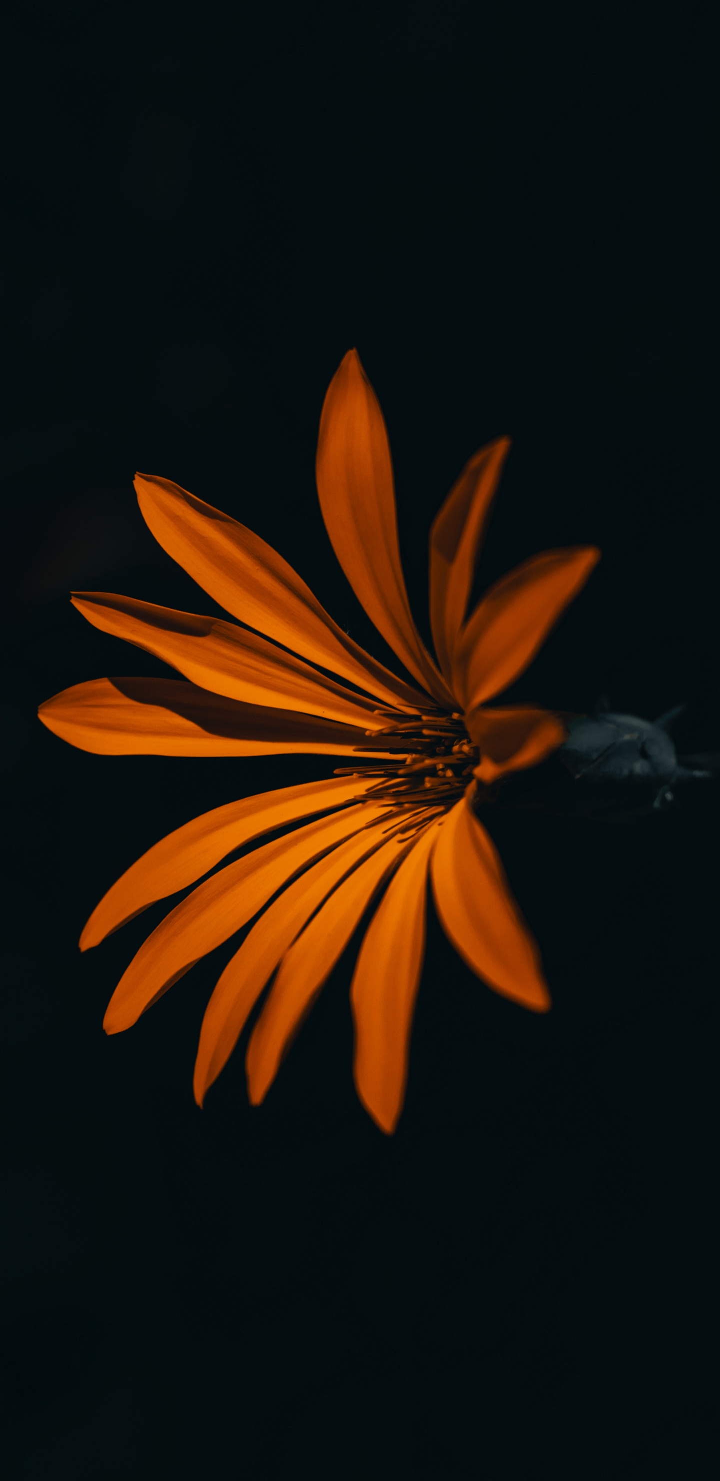 Margarita Amarilla en Flor Con Gotas de Agua. Wallpaper in 1440x2960 Resolution