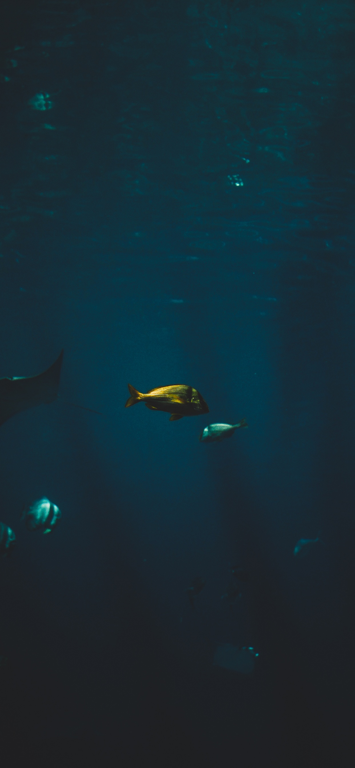 Cartilaginous Fish, Marine Biology, Water, Finn, Underwater. Wallpaper in 1242x2688 Resolution