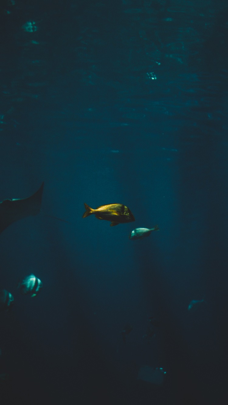 Cartilaginous Fish, Marine Biology, Water, Finn, Underwater. Wallpaper in 750x1334 Resolution