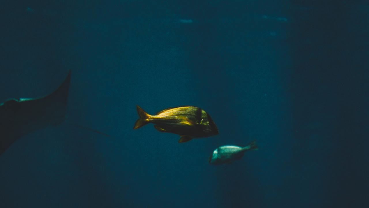 Poisson Cartilagineux, Biologie Marine, Eau, Finn, Sous-marin. Wallpaper in 1280x720 Resolution