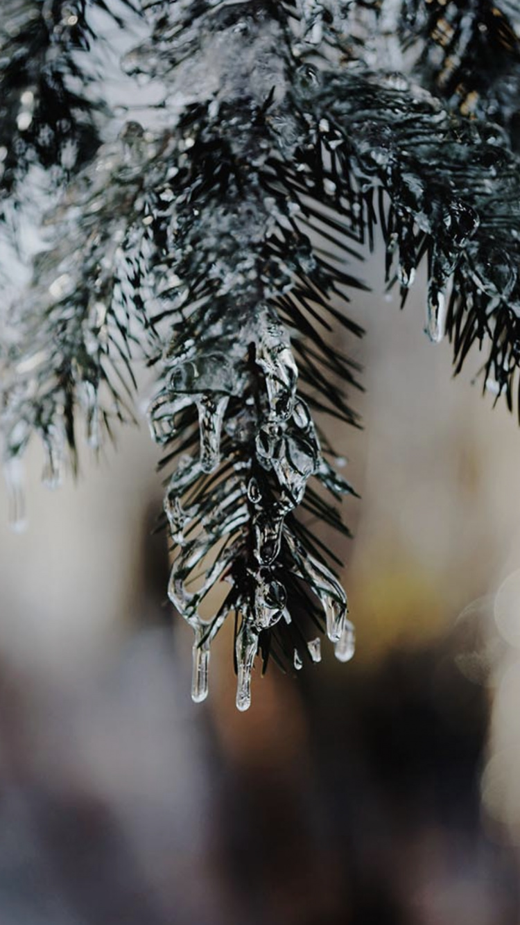 Christmas Drip, Christmas Day, Winter Landscapes, Christmas Tree, Plant. Wallpaper in 750x1334 Resolution