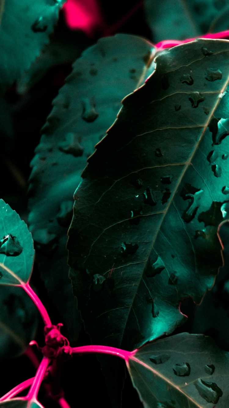 Soundcloud, Verde, Planta Terrestre, Tintes y Matices, la Floración de la Planta. Wallpaper in 750x1334 Resolution