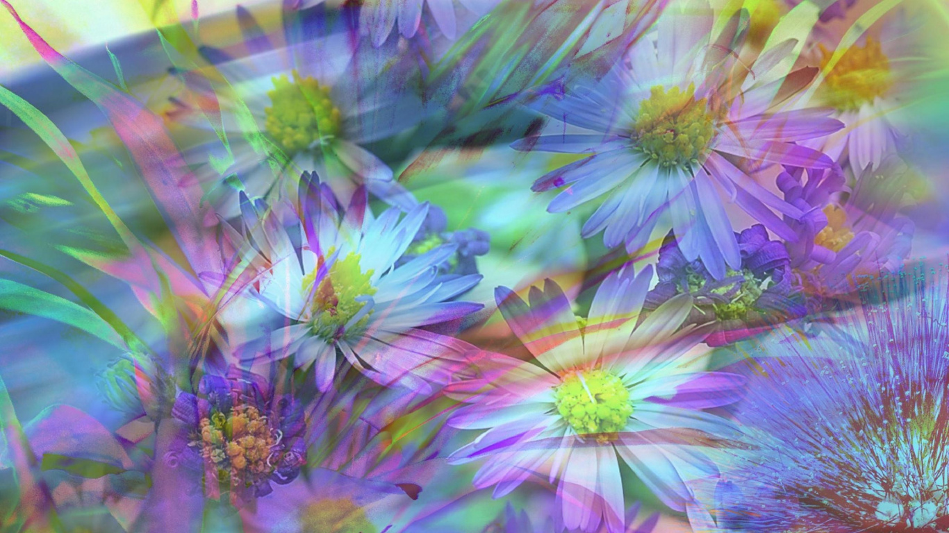 Fleur Violette et Blanche en Photographie Rapprochée. Wallpaper in 1366x768 Resolution