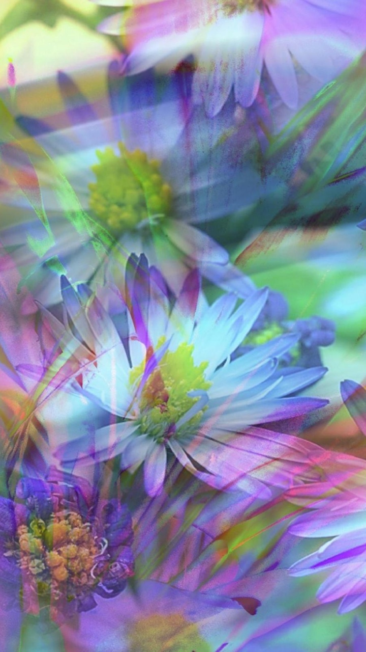 Fleur Violette et Blanche en Photographie Rapprochée. Wallpaper in 720x1280 Resolution