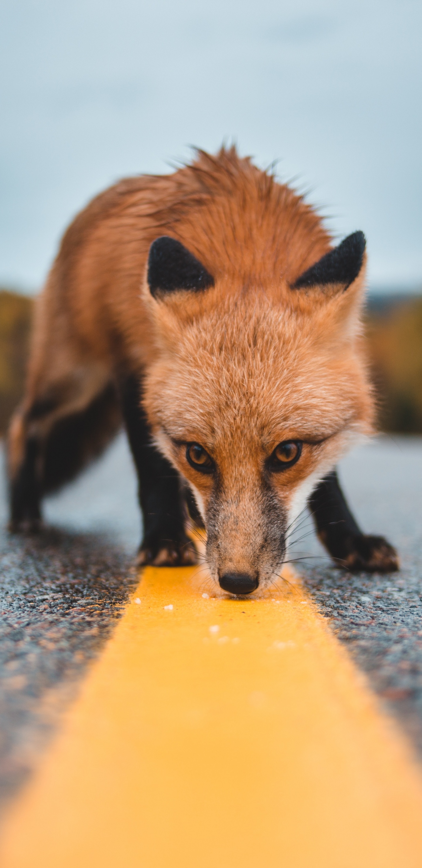 Renard Brun Sur Sol en Béton Gris Pendant la Journée. Wallpaper in 1440x2960 Resolution