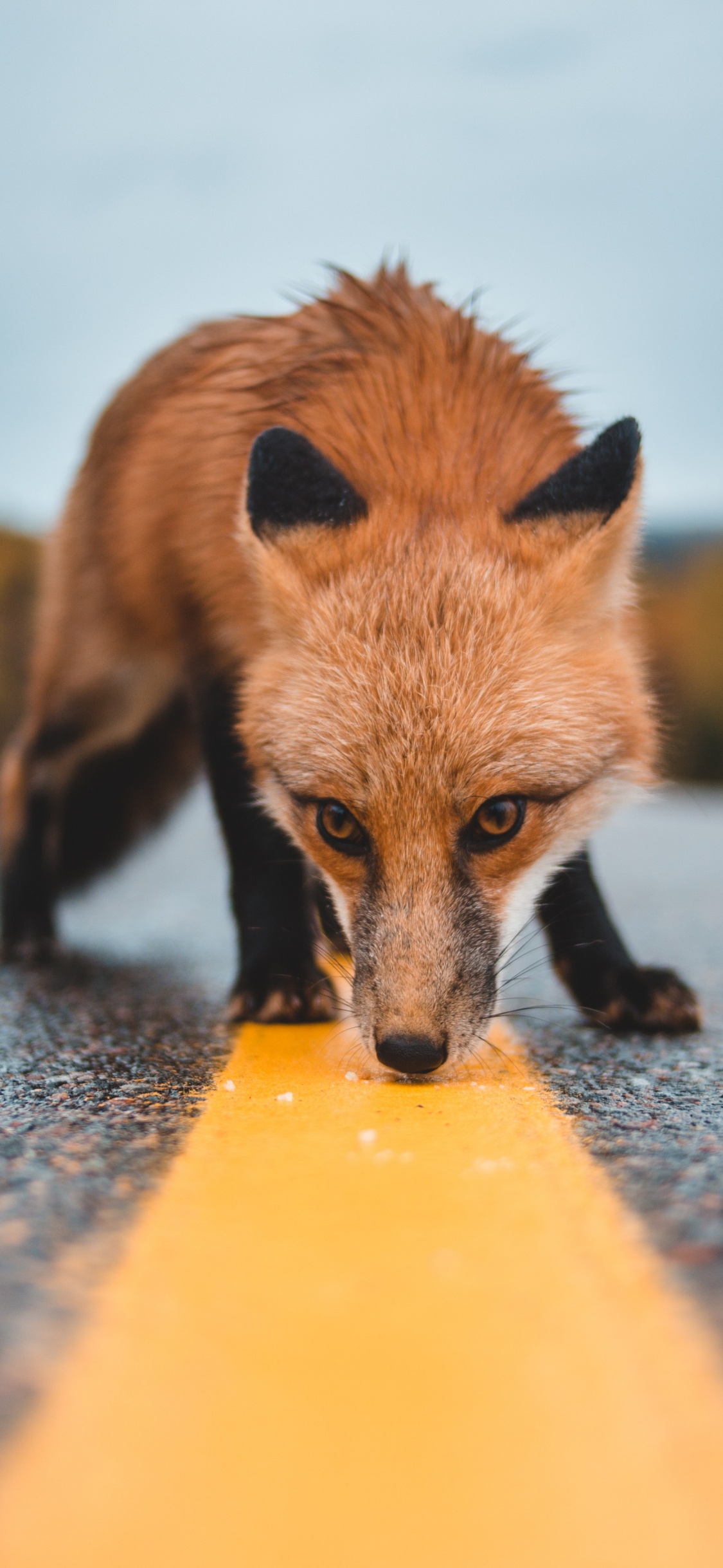 Brauner Fuchs Auf Grauem Betonboden Tagsüber Concrete. Wallpaper in 1125x2436 Resolution