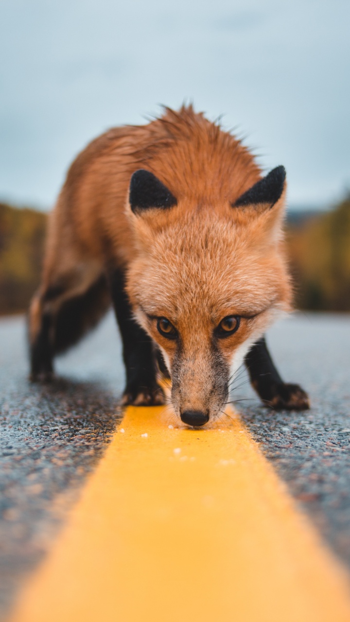 Brown Fox on Gray Concrete Ground During Daytime. Wallpaper in 720x1280 Resolution