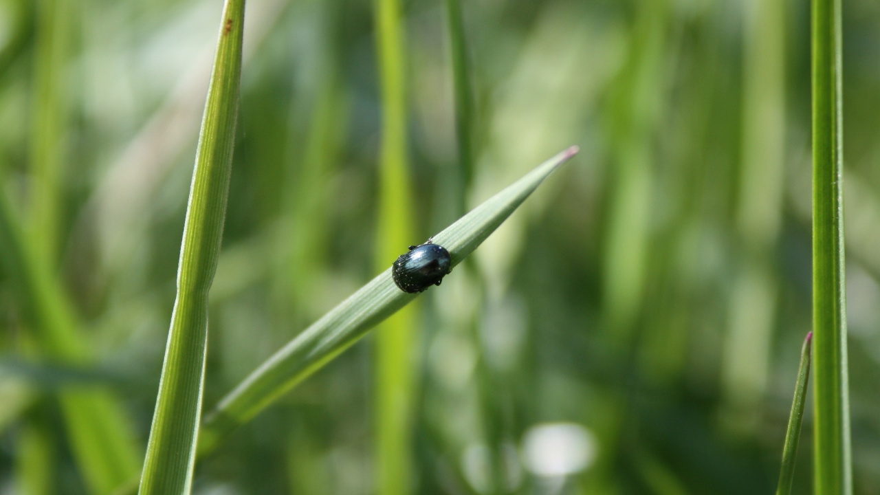 Escarabajo Negro Sobre la Hierba Verde Durante el Día. Wallpaper in 1280x720 Resolution