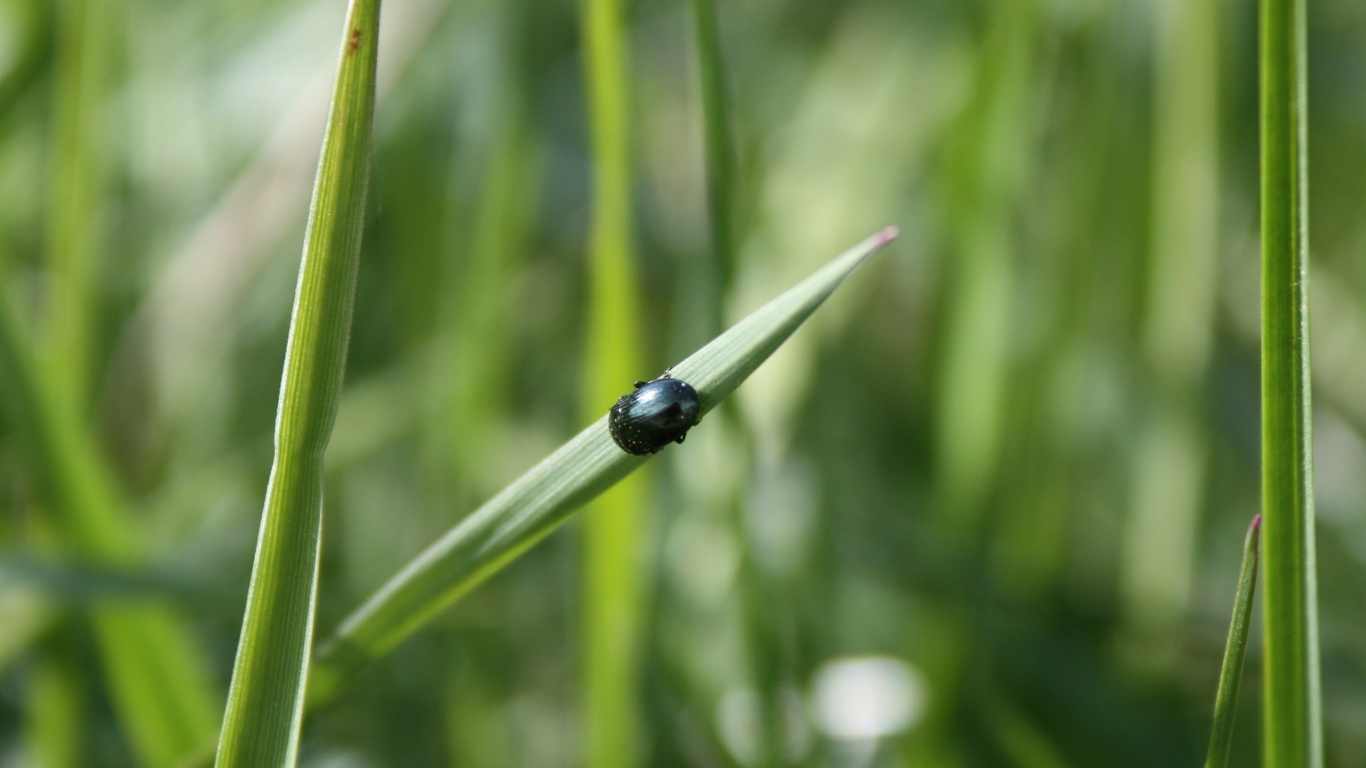 Escarabajo Negro Sobre la Hierba Verde Durante el Día. Wallpaper in 1366x768 Resolution