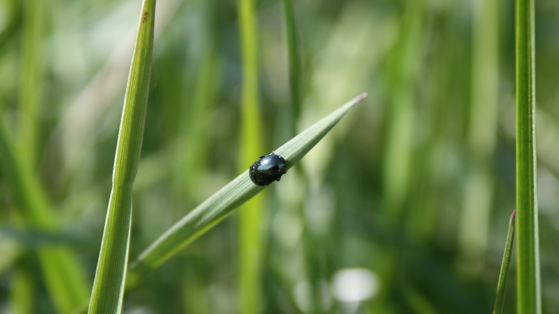 Escarabajo Negro Sobre la Hierba Verde Durante el Día. Wallpaper in 1920x1080 Resolution