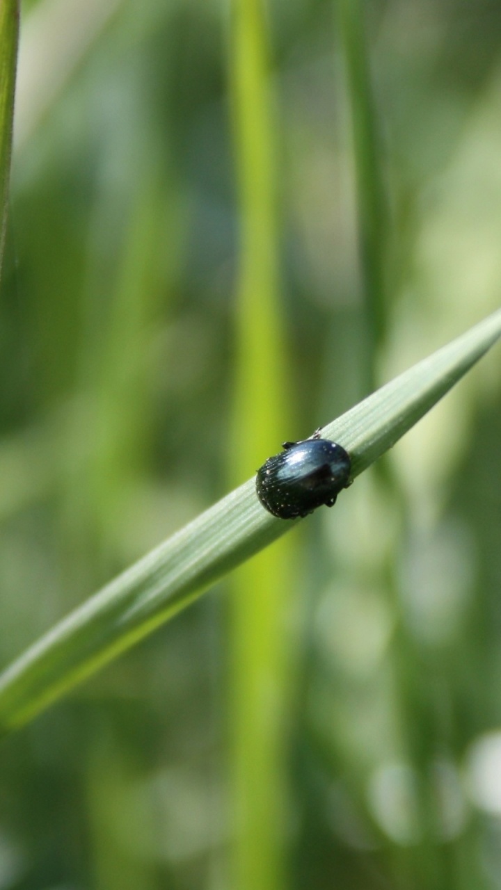 Escarabajo Negro Sobre la Hierba Verde Durante el Día. Wallpaper in 720x1280 Resolution