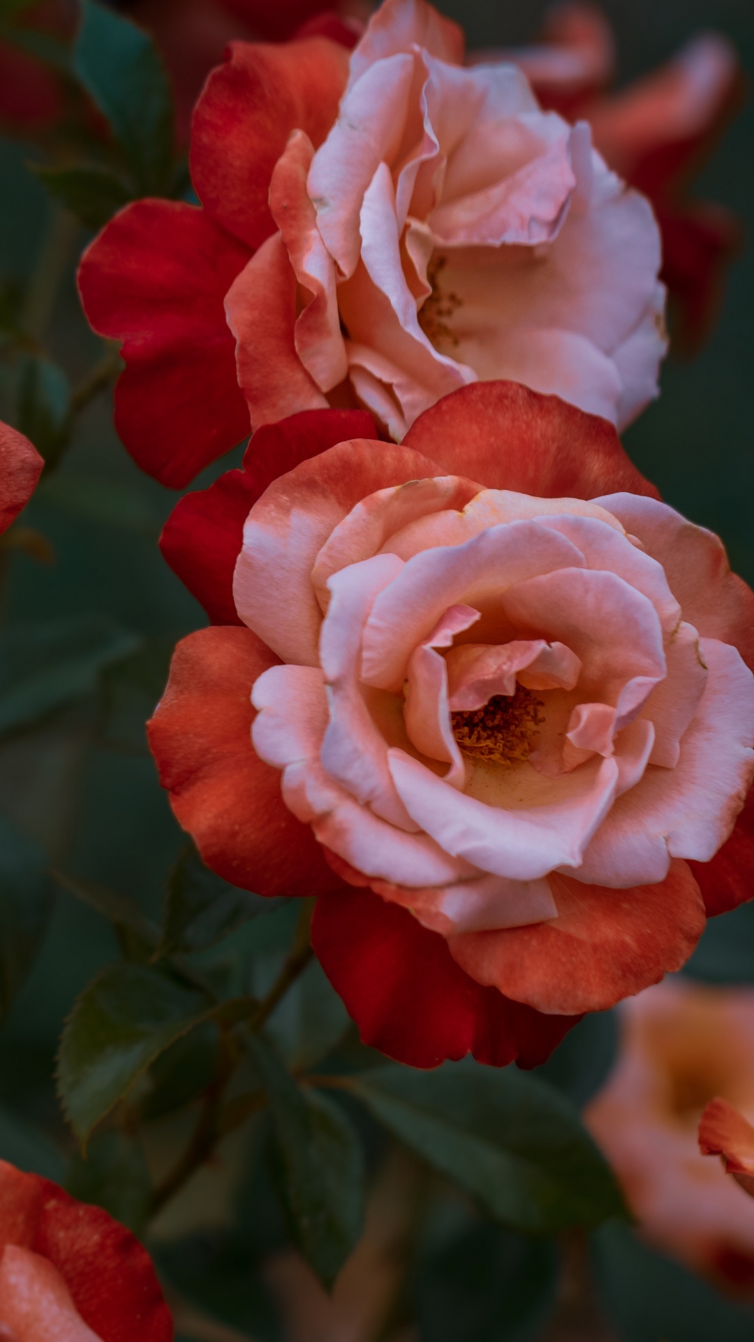 显花植物, 玫瑰花园, 红色的, 多花, 玫瑰家庭 壁纸 1080x1920 允许