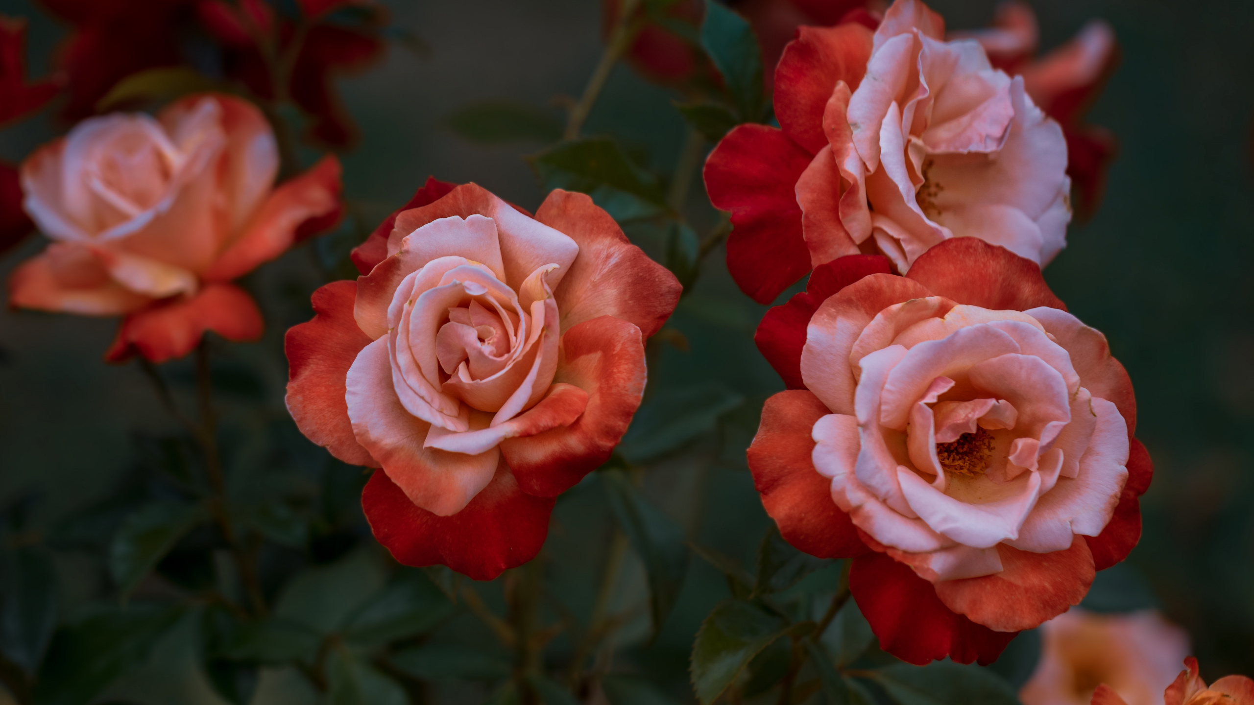 Rosa Rosen in Nahaufnahme Close. Wallpaper in 2560x1440 Resolution