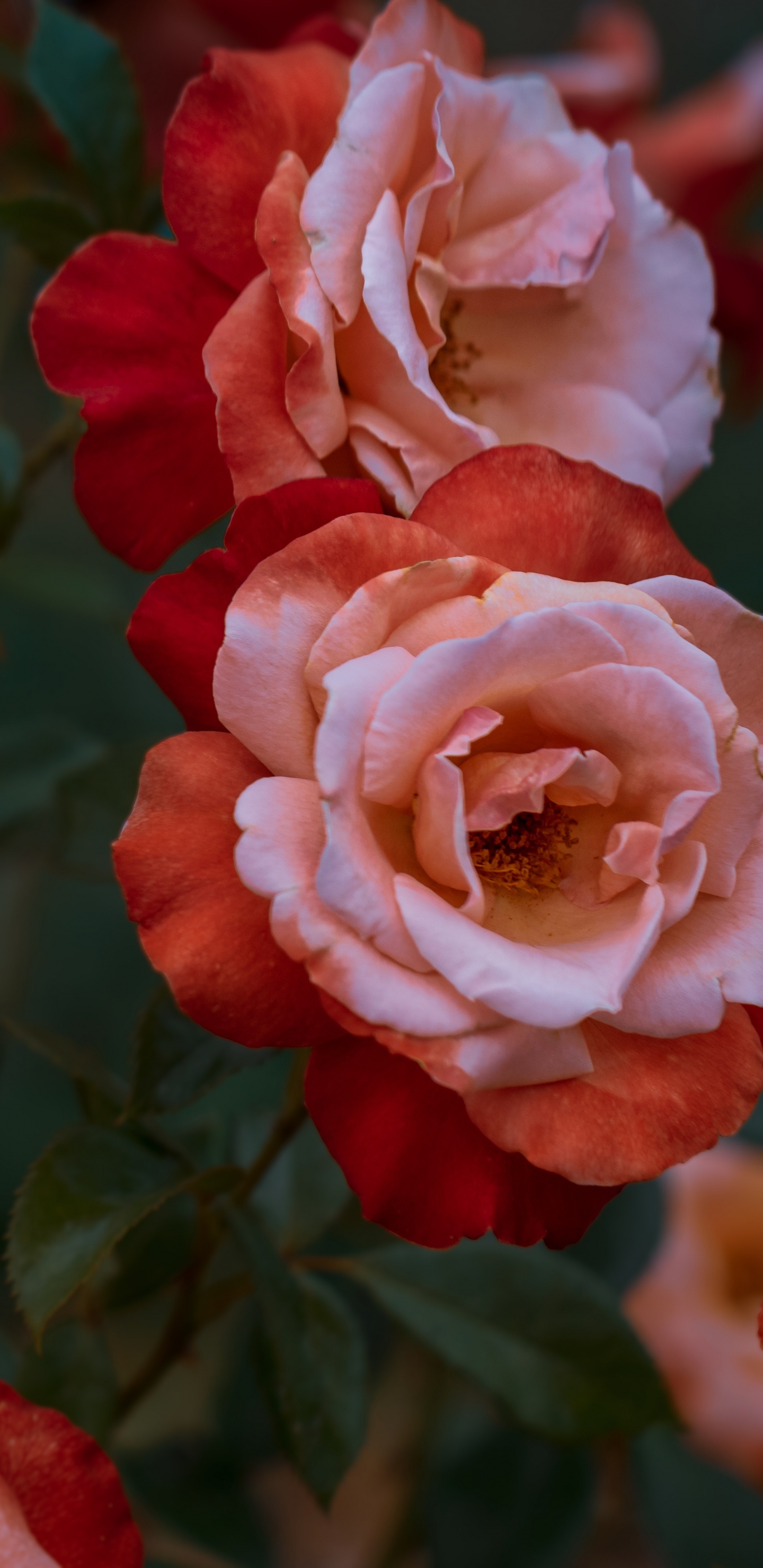 Pink Roses in Close up Photography. Wallpaper in 1440x2960 Resolution