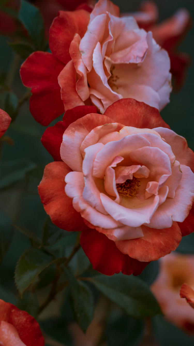 Pink Roses in Close up Photography. Wallpaper in 750x1334 Resolution