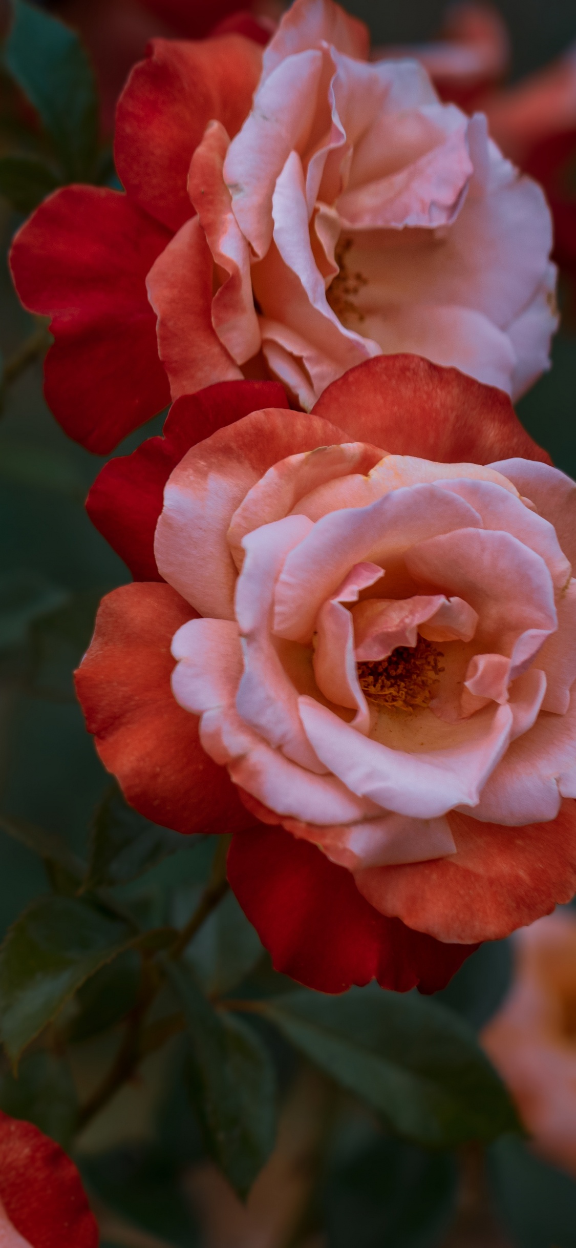 Roses Roses en Photographie Rapprochée. Wallpaper in 1125x2436 Resolution