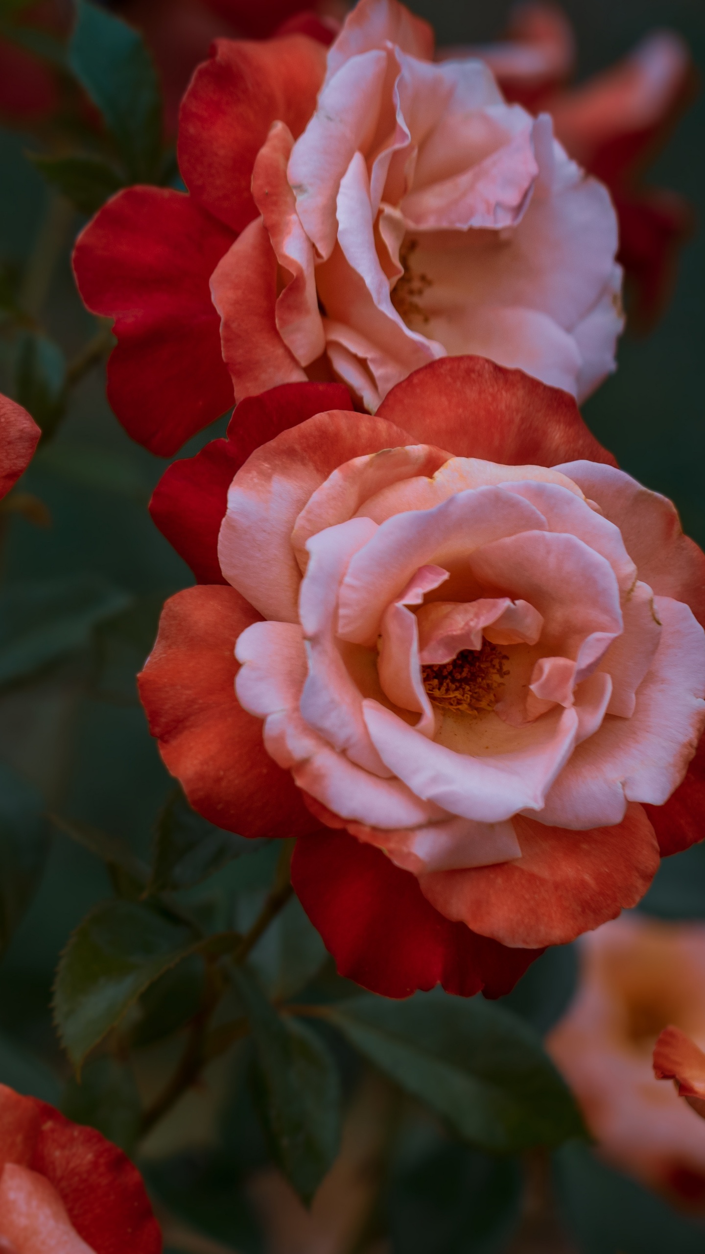 Roses Roses en Photographie Rapprochée. Wallpaper in 1440x2560 Resolution