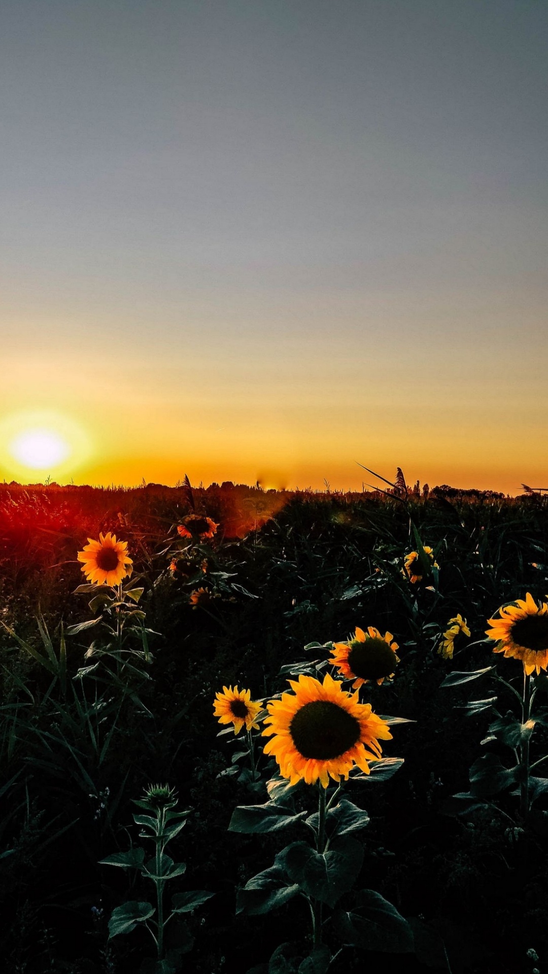Matin de Tournesol, Matin, Nature, Jaune, Pétale. Wallpaper in 1080x1920 Resolution