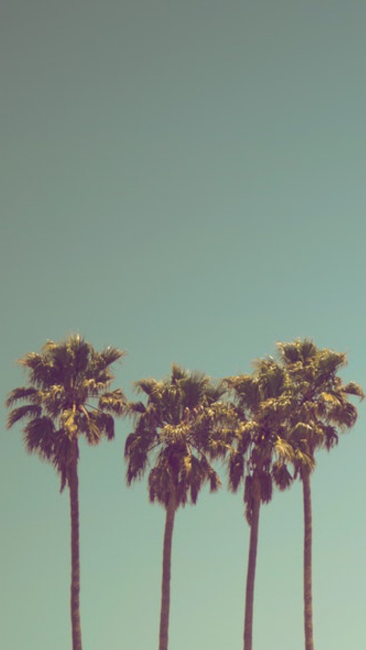 Grüner Und Brauner Baum Unter Blauem Himmel. Wallpaper in 720x1280 Resolution