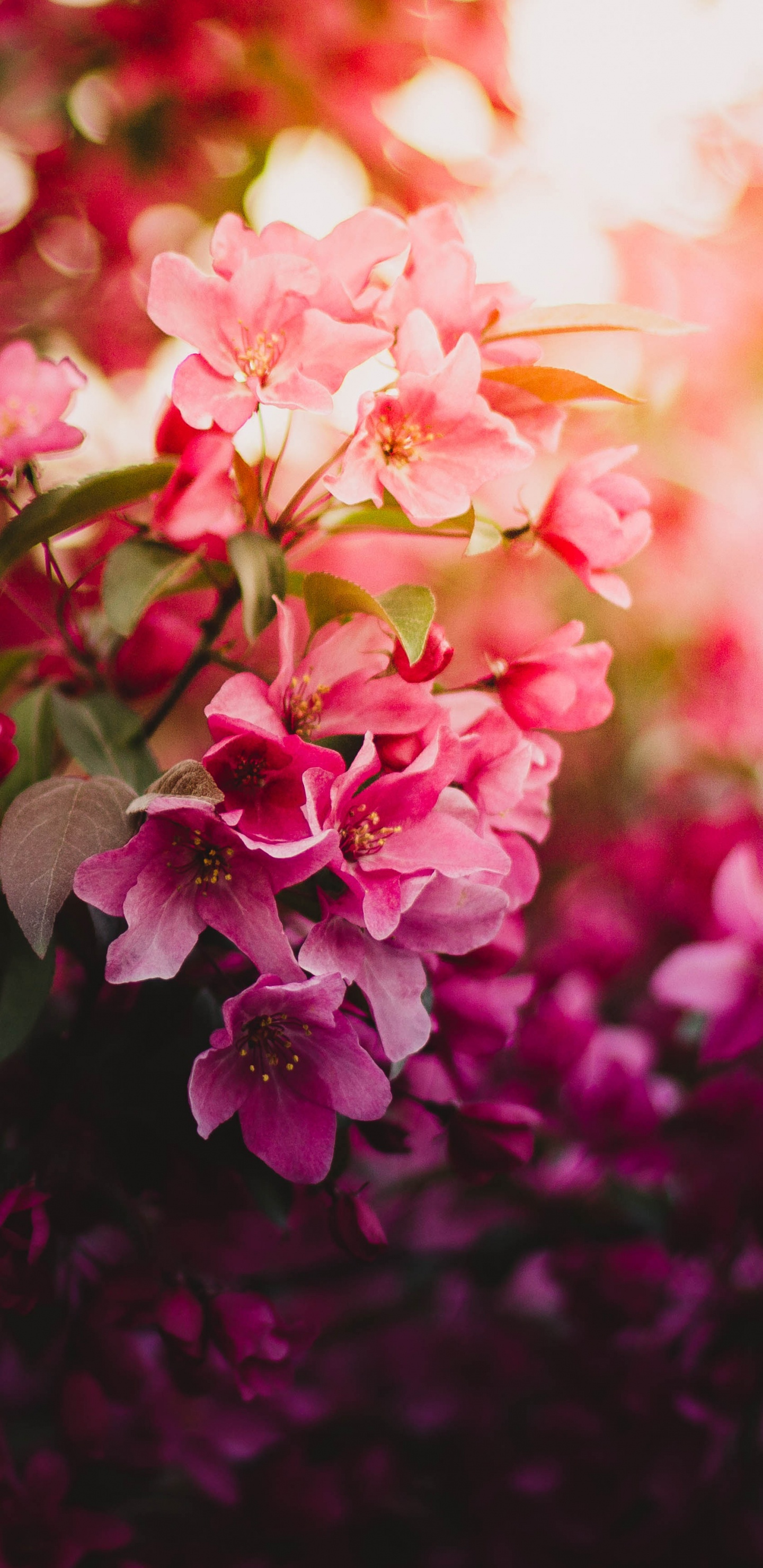 Flores Rosadas y Blancas en Lentes de Cambio de Inclinación. Wallpaper in 1440x2960 Resolution