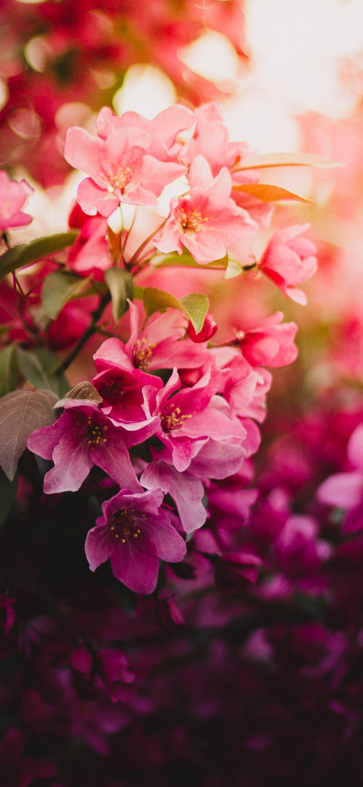 Pink and White Flowers in Tilt Shift Lens. Wallpaper in 1242x2688 Resolution