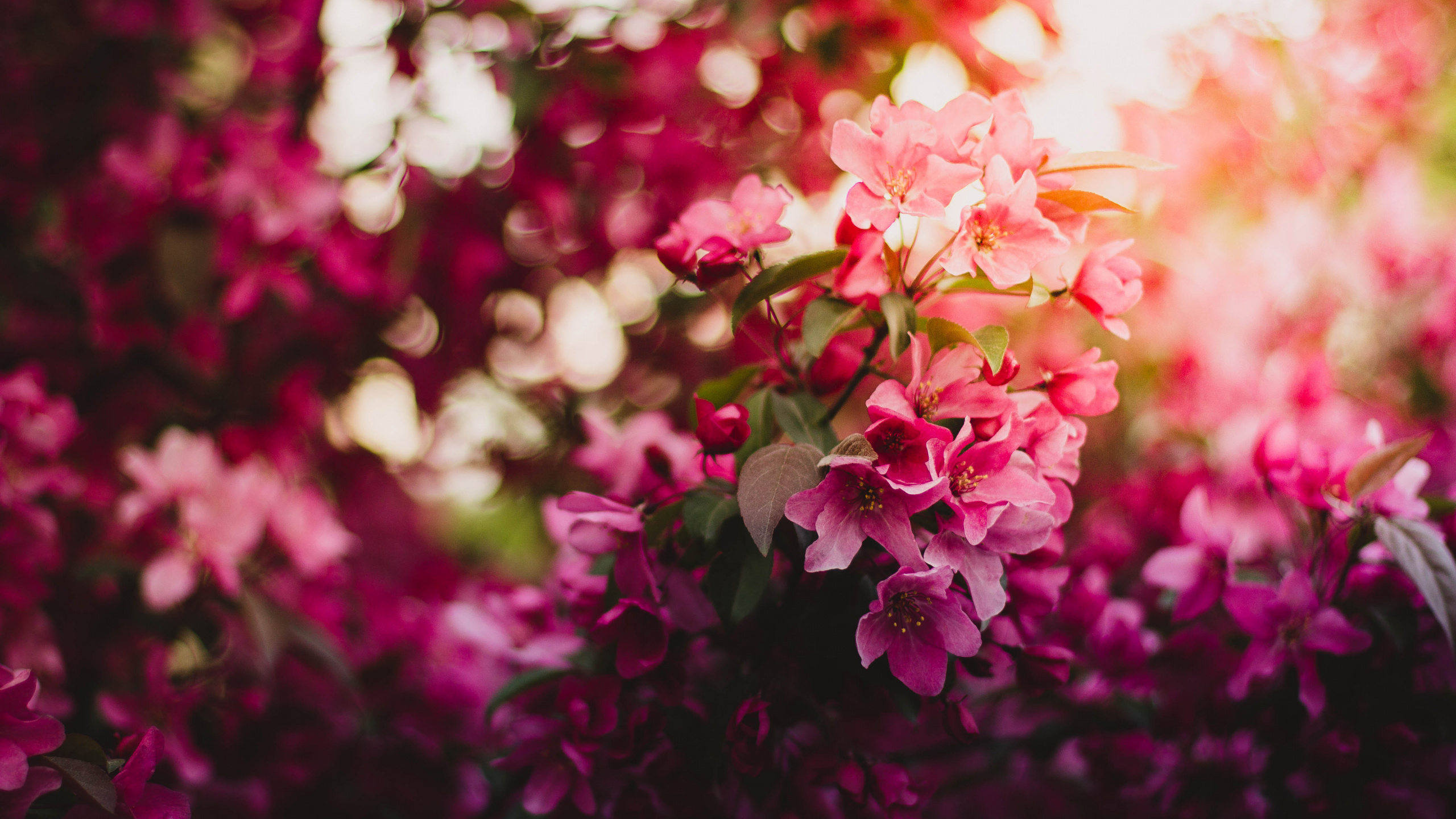 Pink and White Flowers in Tilt Shift Lens. Wallpaper in 2560x1440 Resolution