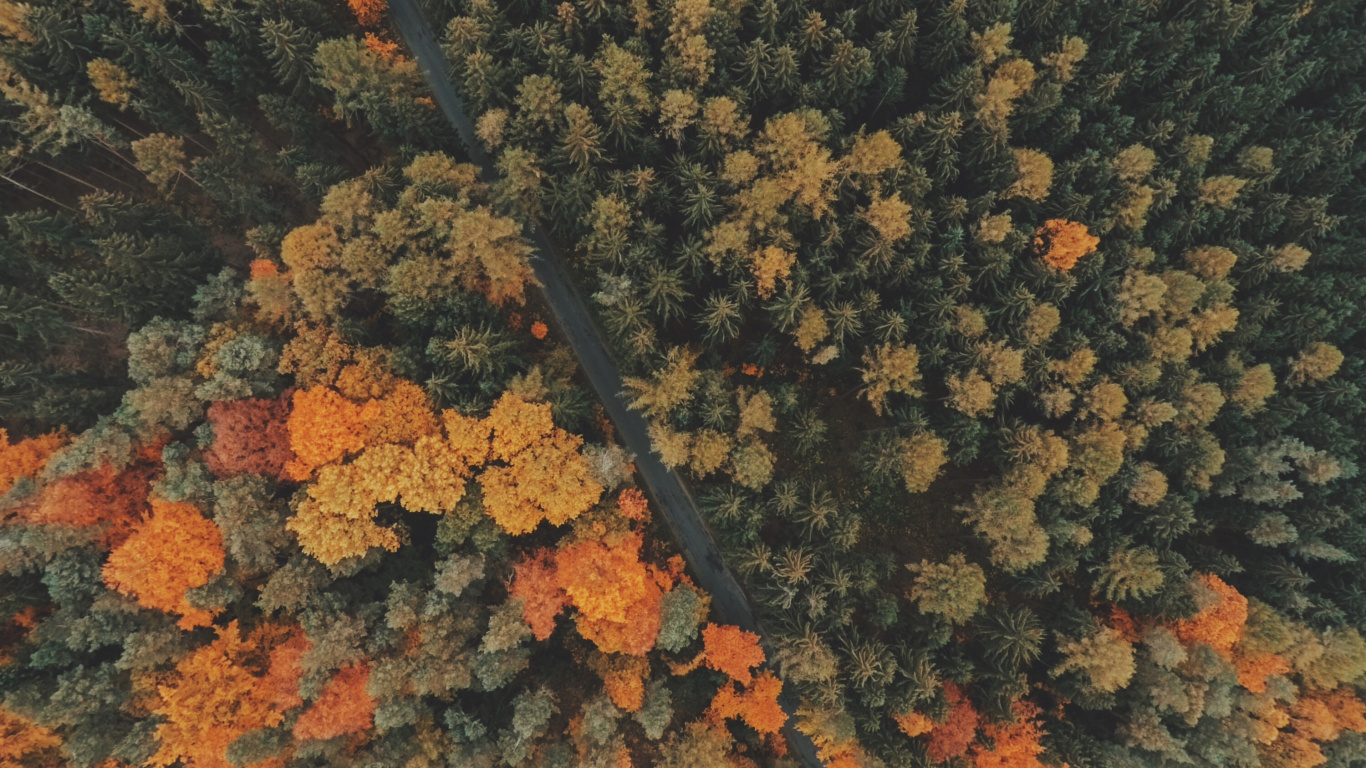 Aerial View of Forest During Daytime. Wallpaper in 1366x768 Resolution